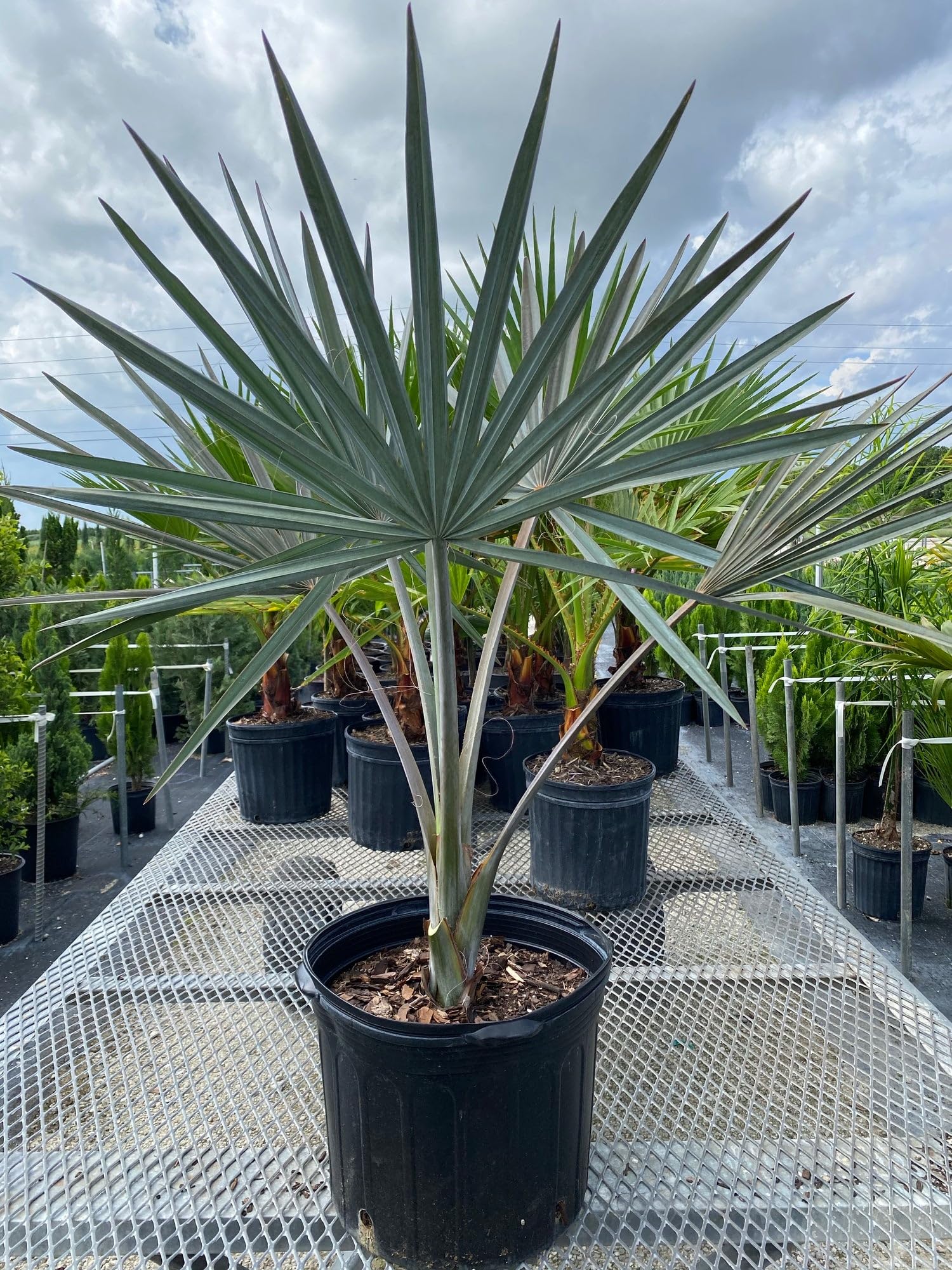 Amazon.com : Bismarckia Nobilis Silver Bismarck Palm - Striking